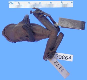 Media type: image; Herpetology A-30664